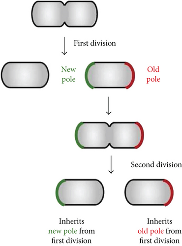 Details are in the caption following the image