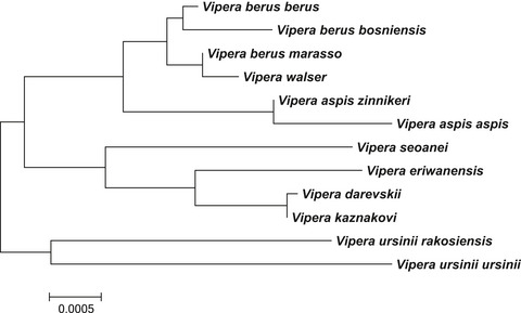 Conflicting relationships of Vipera walser inferred from nuclear genes sequences and mitochondrial DNA