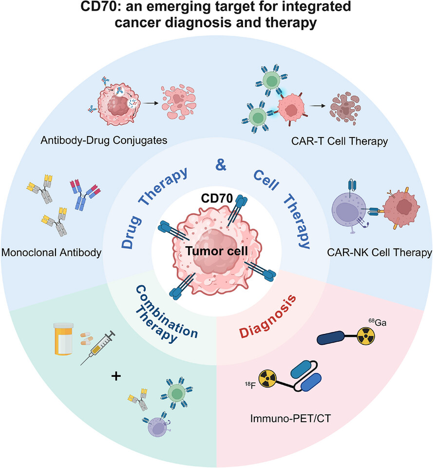 CD70: An emerging target for integrated cancer diagnosis and therapy