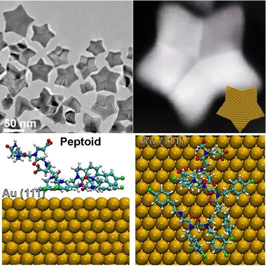 Peptoid-Directed Formation of Five-Fold Twinned Au Nanostars through Particle Attachment and Facet Stabilization
