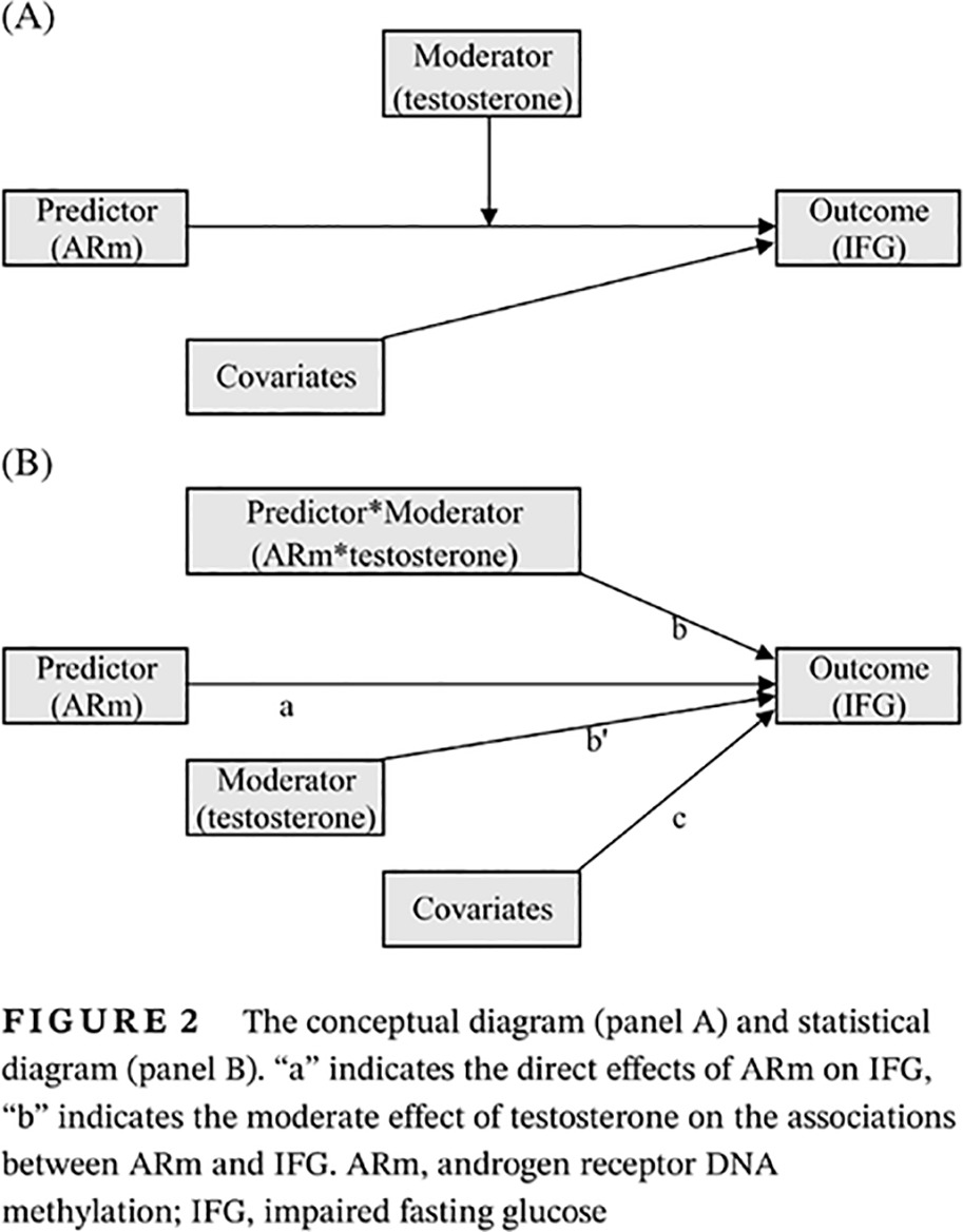 Androgen receptor DNA methylation is an independent determinant of glucose metabolic disorders in women; testosterone plays a moderating effect 雄激素受体DNA甲基化是女性葡萄糖代谢紊乱的独立决定因素而睾酮起到调节作用