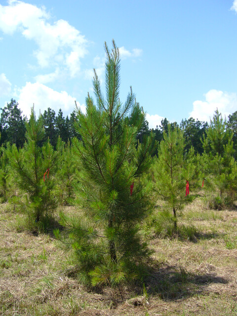 Detecting the genetic basis of local adaptation in loblolly pine (Pinus taeda L.) using whole exome-wide genotyping and an integrative landscape genomics analysis approach