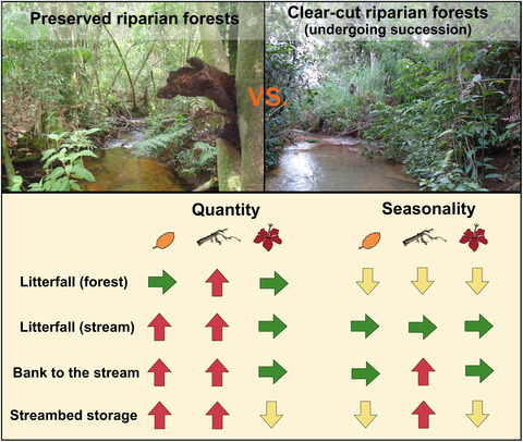 The legacy of forest logging on organic matter inputs and storage in tropical streams