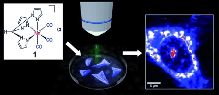 Markierungsfreie Visualisierung von löslichen Metallcarbonylkomplexen in lebenden Zellen mithilfe von Raman-Mikrospektroskopie