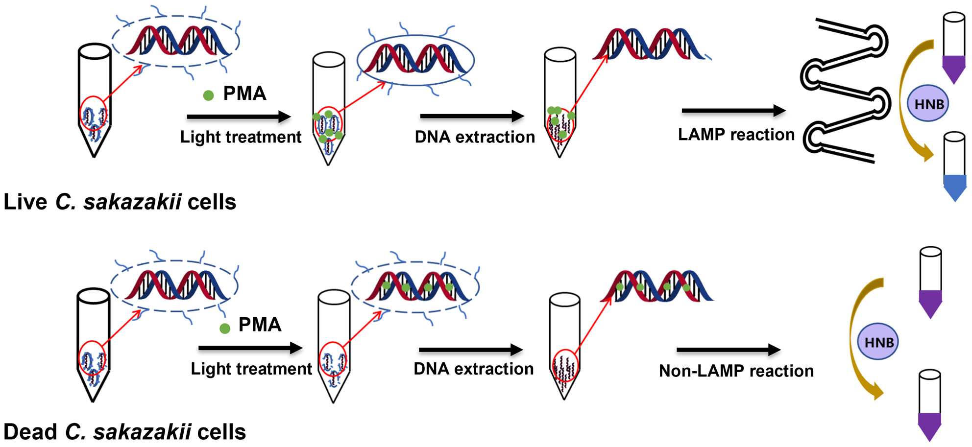 Development of a PMA-LAMP visual detection assay for viable Cronobacter sakazakii
