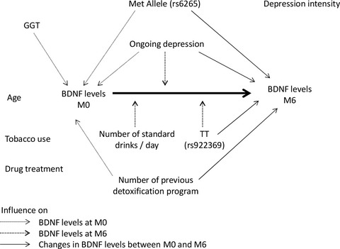 Determinants of Blood Brain-Derived Neurotrophic Factor Blood Levels in Patients with Alcohol Use Disorder