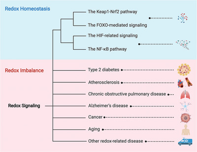 Redox signaling at the crossroads of human health and disease