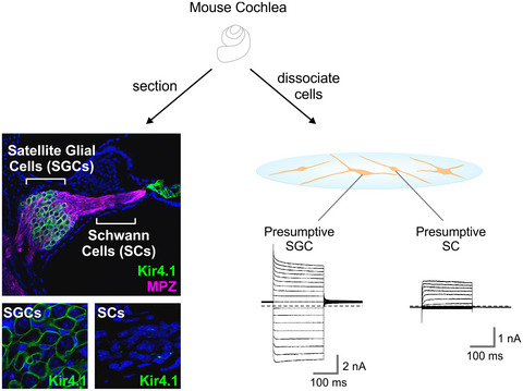 Divergent membrane properties of mouse cochlear glial cells around hearing onset