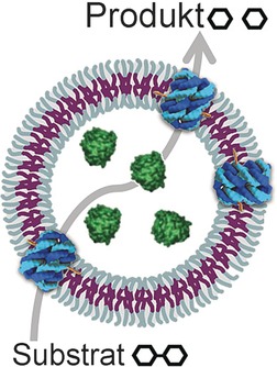 Biomimetic Hybrid Nanocontainers with Selective Permeability