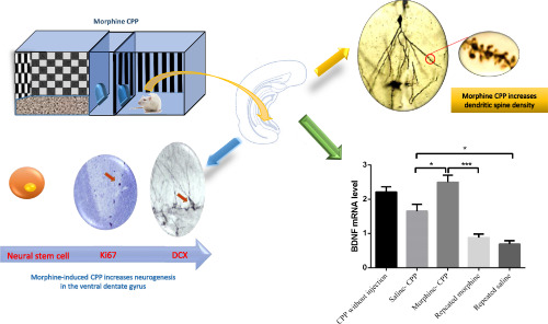 Association of contextual cues with morphine reward increases neural and synaptic plasticity in the ventral hippocampus of rats
