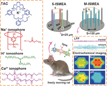An Electrochemophysiological Microarray for Real-Time Monitoring and Quantification of Multiple Ions in the Brain of a Freely Moving Rat