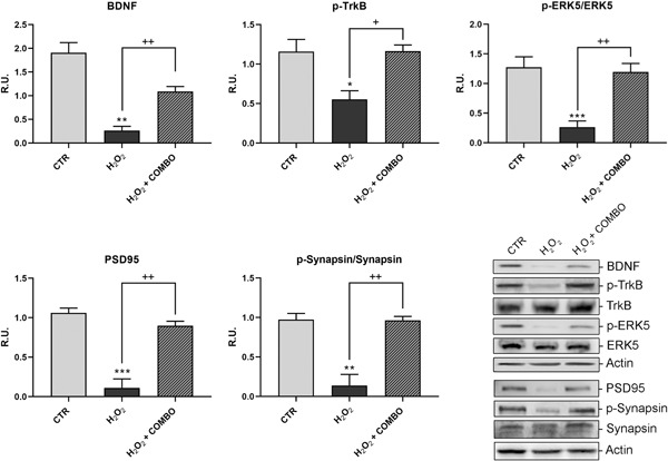 Neuroprotective activities of bacopa, lycopene, astaxanthin, and vitamin B12 combination on oxidative stress-dependent neuronal death