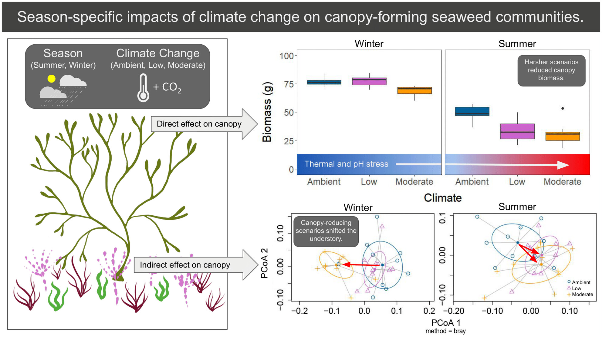 Season-specific impacts of climate change on canopy-forming seaweed communities