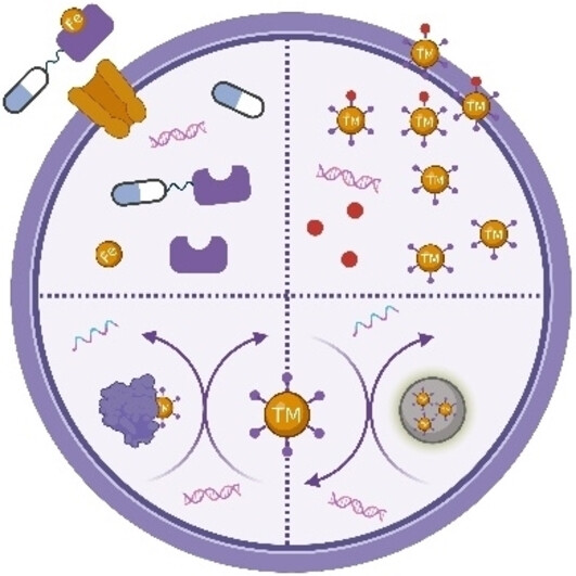 Harnessing Transition Metal Scaffolds for Targeted Antibacterial Therapy