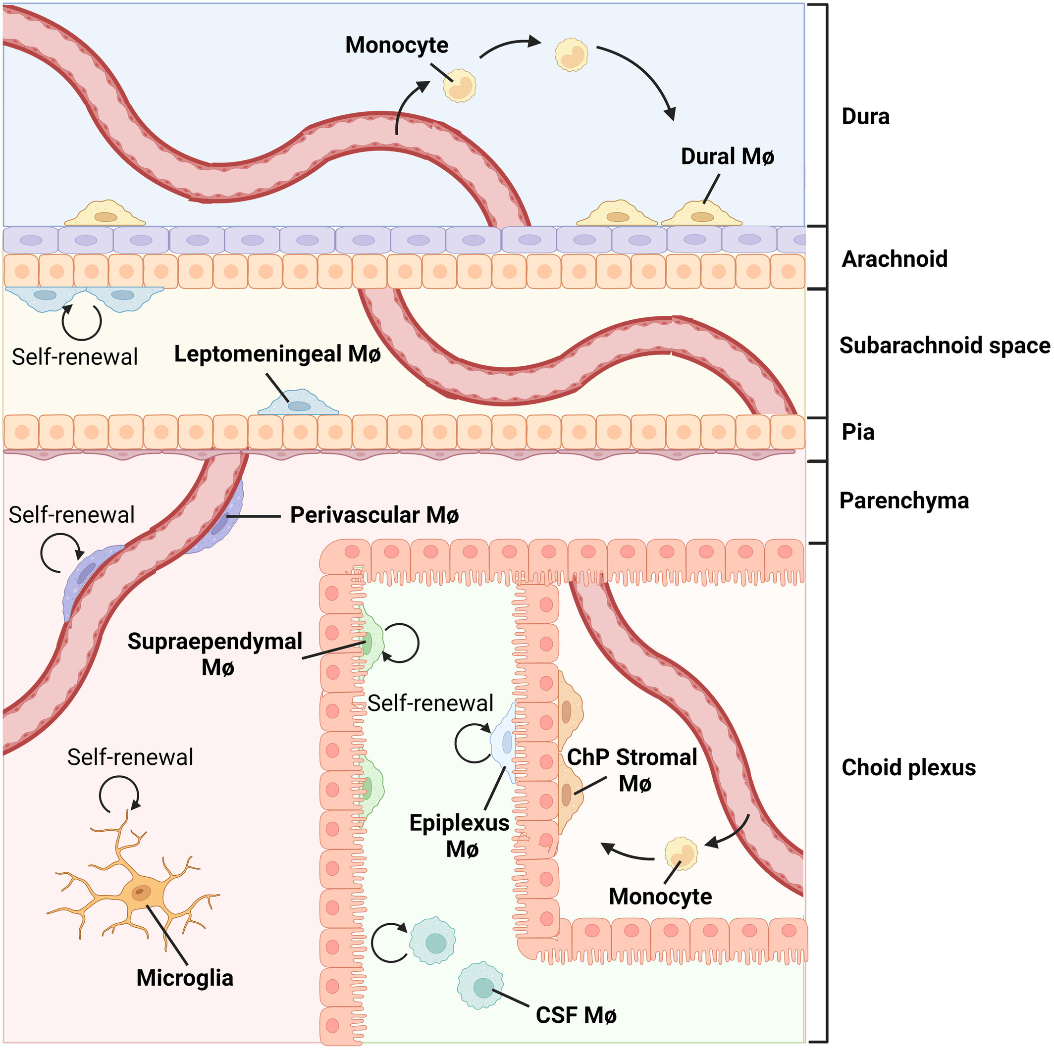Border-Associated Macrophages: From Embryogenesis to Immune Regulation
