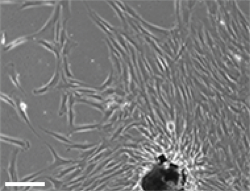 Details are in the caption following the image