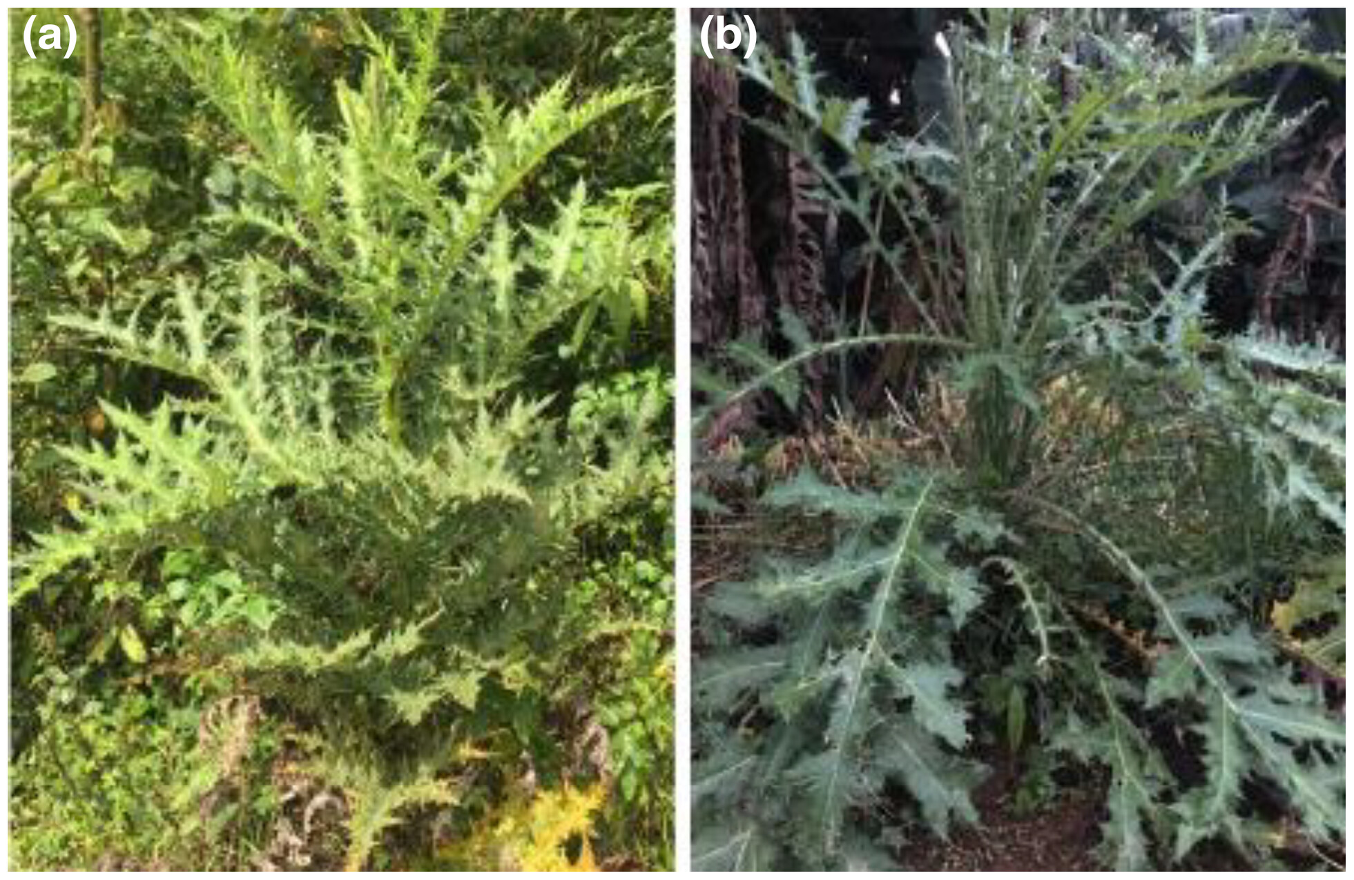 Conservation implications of mapping the potential distribution of an Ethiopian endemic versatile medicinal plant, Echinops kebericho Mesfin