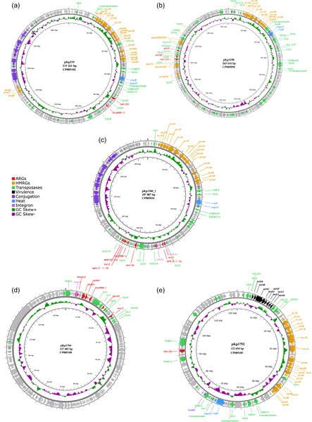 Co-localization of clinically relevant antibiotic- and heavy metal resistance genes on plasmids in Klebsiella pneumoniae from marine bivalves
