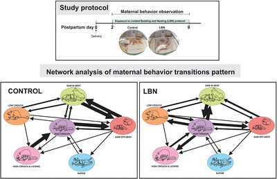 Altered Patterns of Maternal Behavior Transitions in Rats Exposed to Limited Bedding and Nesting Material Paradigm