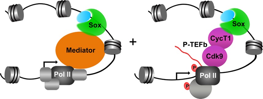 Transcription factors Sox10 and Sox2 functionally interact with positive transcription elongation factor b in Schwann cells