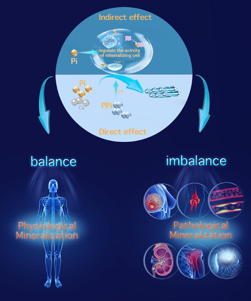 Phosphate in Physiological and Pathological Mineralization: Important yet Often Unheeded