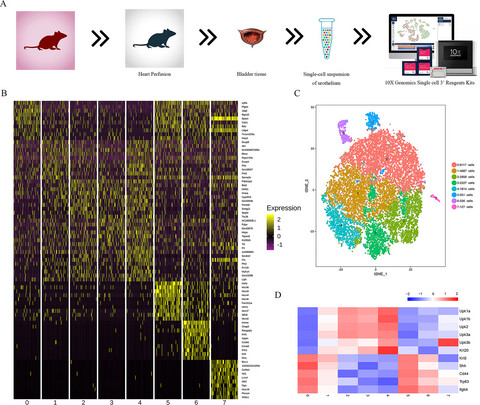 Single-cell transcriptomes of mouse bladder urothelium uncover novel cell type markers and urothelial differentiation characteristics