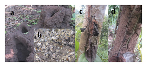Details are in the caption following the image