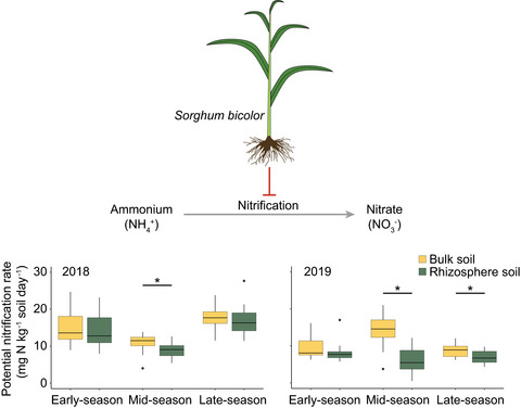 Intra- and inter-annual variability of nitrification in the rhizosphere of field-grown bioenergy sorghum