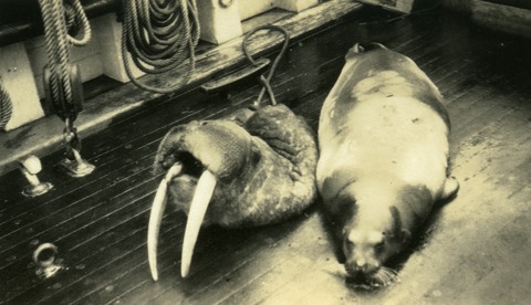 Collateral damage to marine and terrestrial ecosystems from Yankee whaling in the 19th century