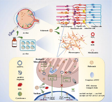 Alleviation of Photoreceptor Degeneration Based on Fullerenols in rd1 Mice by Reversing Mitochondrial Dysfunction via Modulation of Mitochondrial DNA Transcription and Leakage