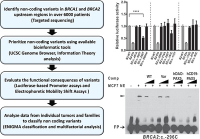 BRCA1 and BRCA2 5′ noncoding region variants identified in breast cancer patients alter promoter activity and protein binding