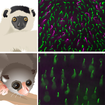 Diversity of photoreceptor arrangements in nocturnal, cathemeral and diurnal Malagasy lemurs