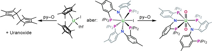 Challenging the Metallocene Dominance in Actinide Chemistry with a Soft PNP Pincer Ligand: New Uranium Structures and Reactivity Patterns