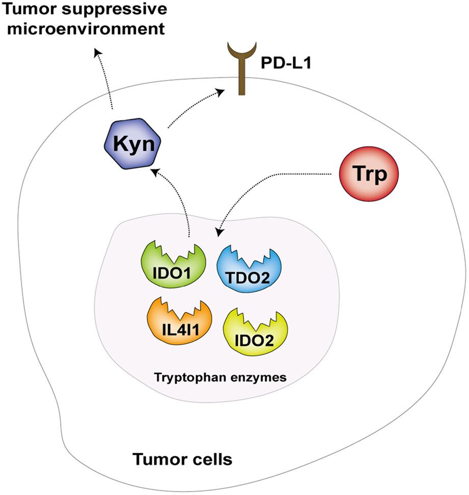 Expression of Tryptophan Metabolism Enzymes in Patients with Diffuse Large B-cell Lymphoma and NK/T-cell Lymphoma