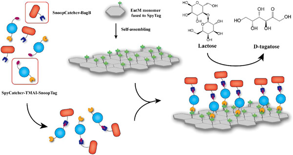 Self-assembling protein scaffold-mediated enzymes' immobilization enhances in vitro d-tagatose production from lactose