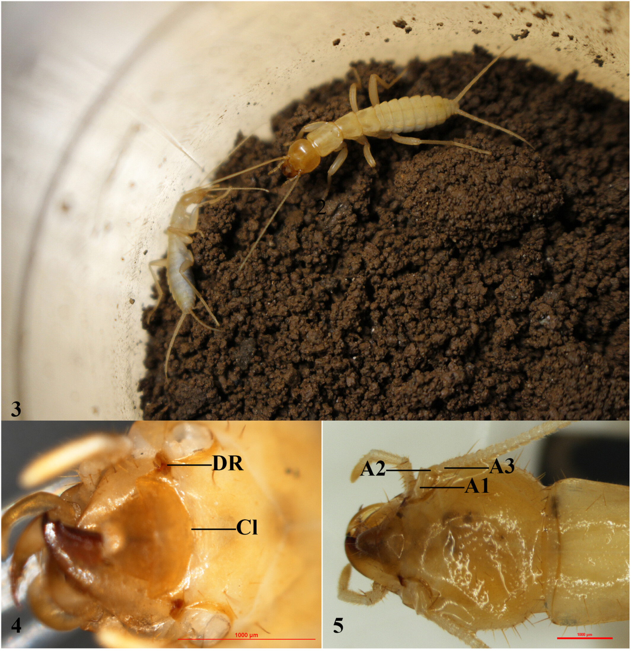 Descriptions of a new genus and a new species, Grylloprimevala jilina (Grylloblattidae) from China