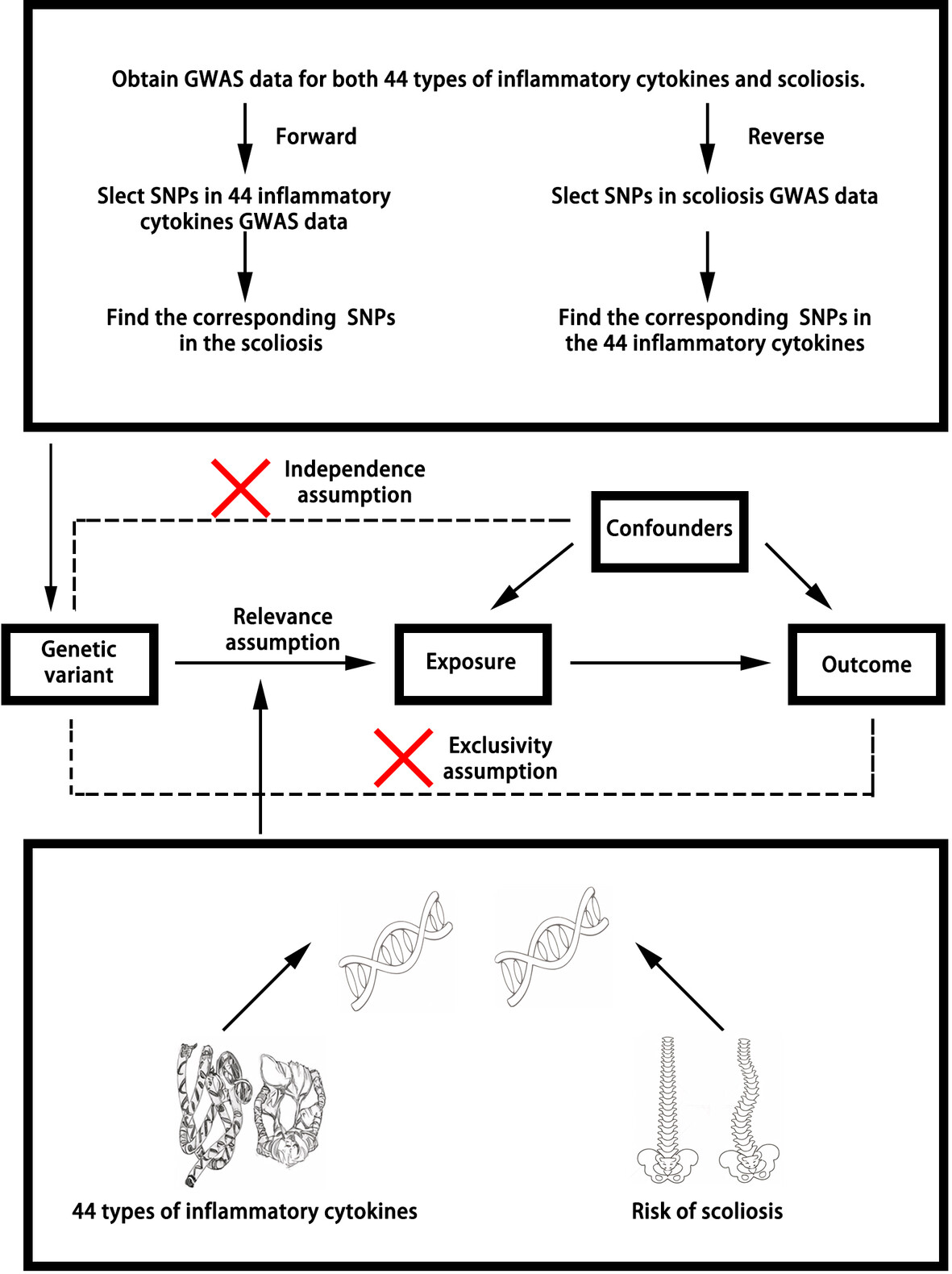 Investigating the causal links between inflammatory cytokines and scoliosis through bidirectional Mendelian randomization analysis