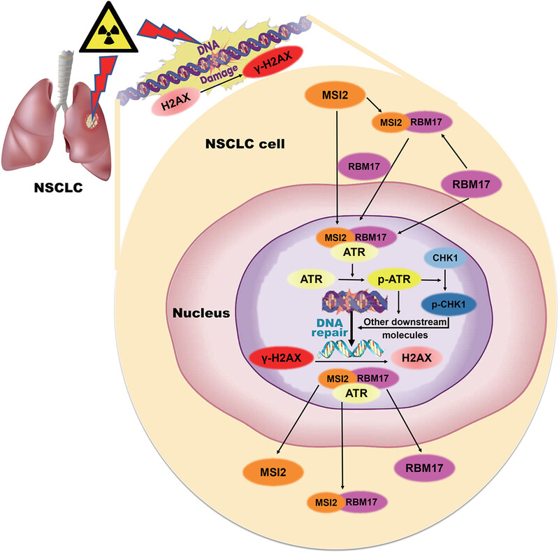 Mechanism of Musashi2 affecting radiosensitivity of lung cancer by modulating DNA damage repair