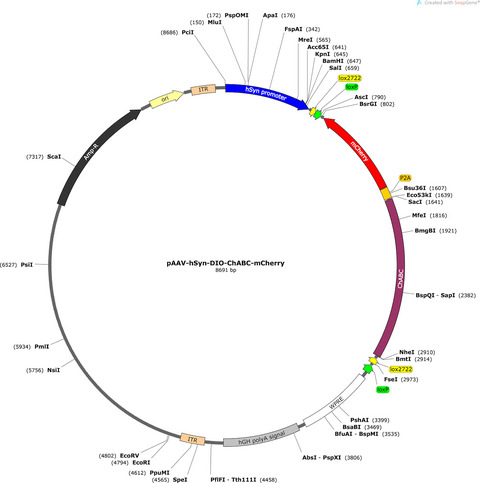 Modified adeno-associated virus targets the bacterial enzyme chondroitinase ABC to select mouse neuronal populations in vivo using the Cre-LoxP system