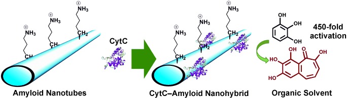 Cross-β Amyloid Nanohybrids Loaded With Cytochrome C Exhibit Superactivity in Organic Solvents