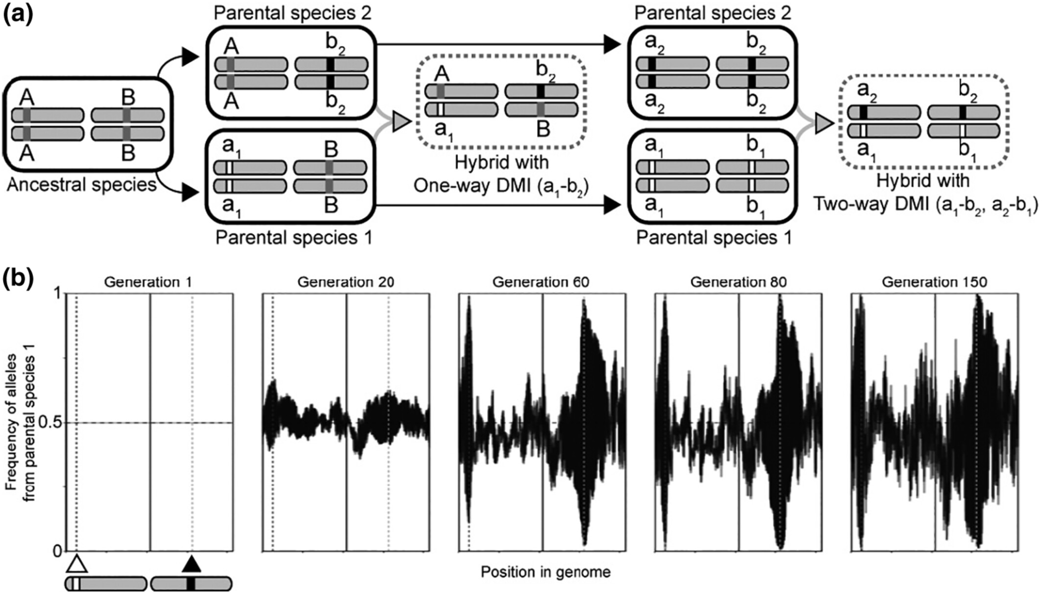 Experimental evolution of hybrid populations to identify Dobzhansky–Muller incompatibility loci