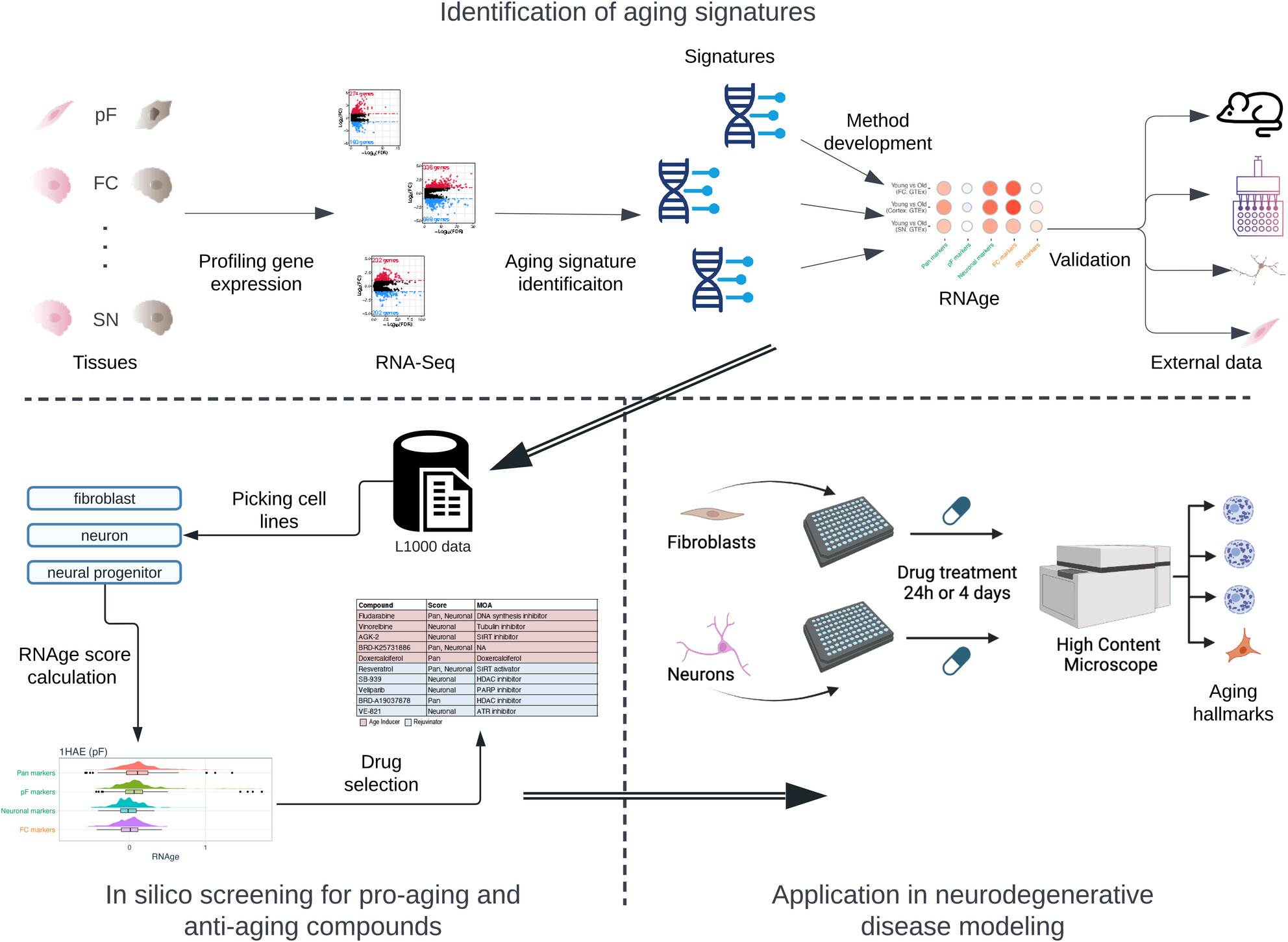 Identifying Age-Modulating Compounds Using a Novel Computational Framework for Evaluating Transcriptional Age