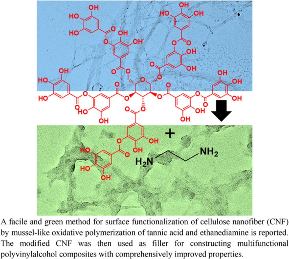 Surface modification of cellulose nanofibers by oxidative polymerization of tannic acid/ethanediamine and their polyvinylalcohol composites