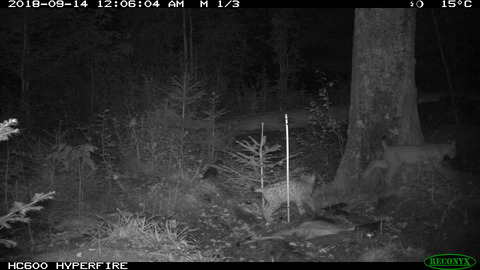 In situ feeding as a new management tool to conserve orphaned Eurasian lynx (lynx lynx)