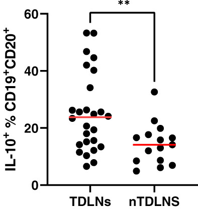 Regulatory B cells producing IL-10 are increased in human tumor draining lymph nodes