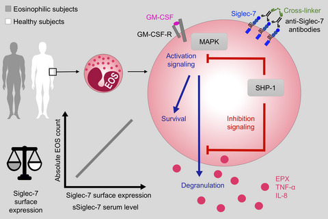 Siglec-7 on peripheral blood eosinophils: Surface expression and function