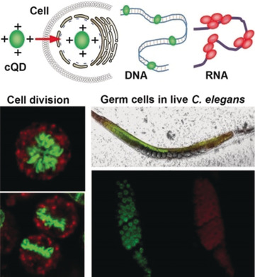 Membrane-Penetrating Carbon Quantum Dots for Imaging Nucleic Acid Structures in Live Organisms