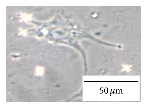 Details are in the caption following the image