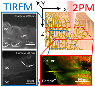 Identification of polystyrene nanoparticle penetration across intact skin barrier as rare event at sites of focal particle aggregations