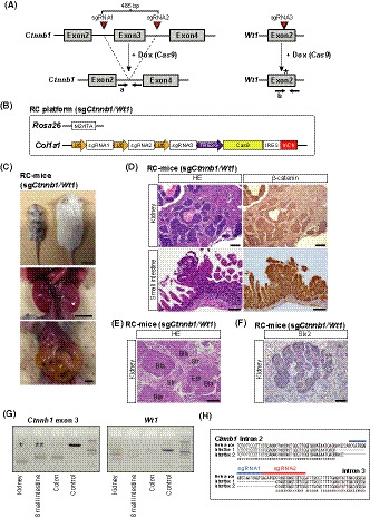 Platforms of in vivo genome editing with inducible Cas9 for advanced cancer modeling